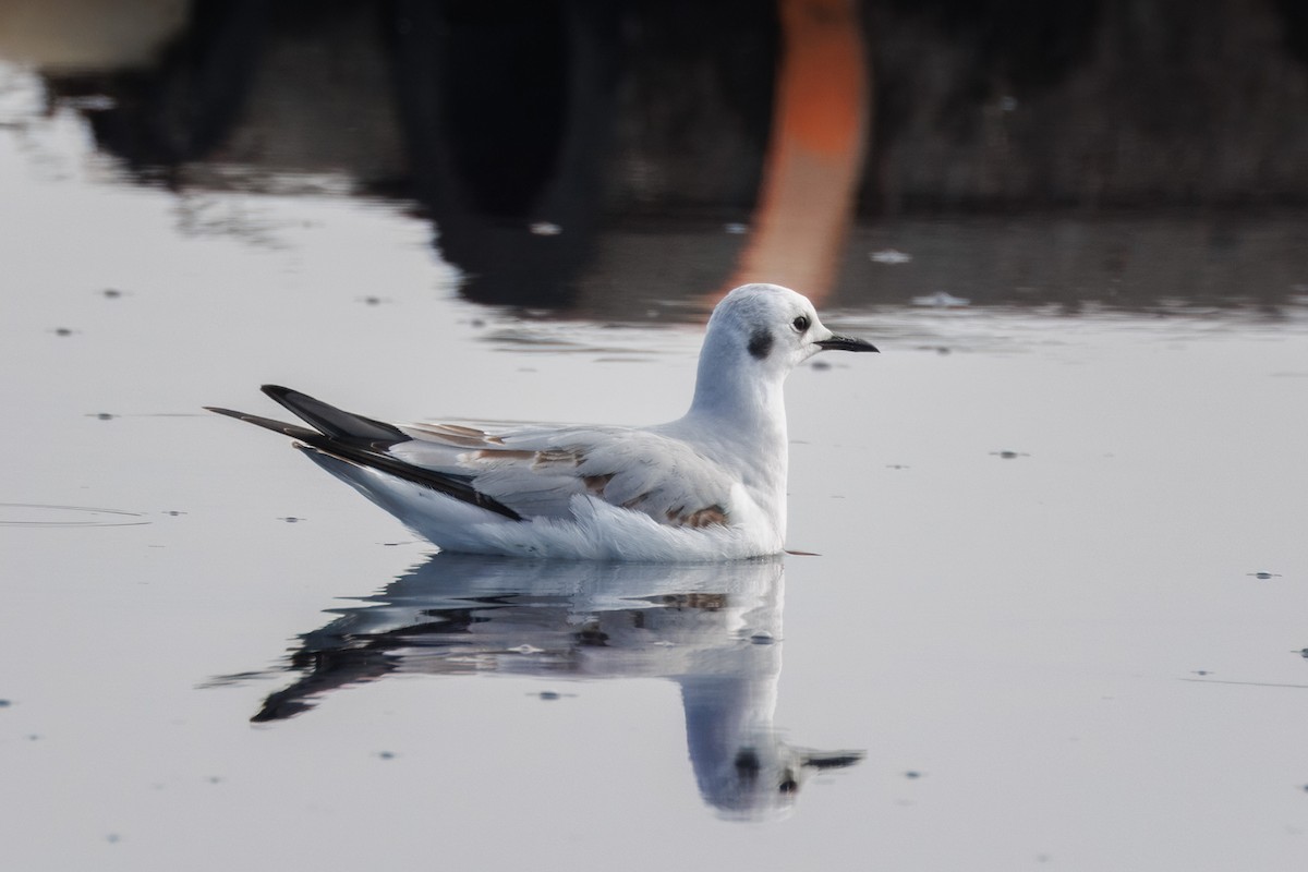 Bonaparte's Gull - ML612808196