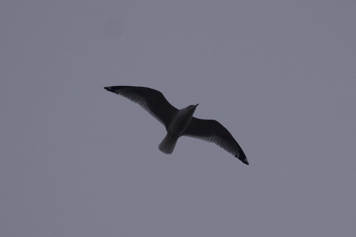 Ring-billed Gull - ML612808206