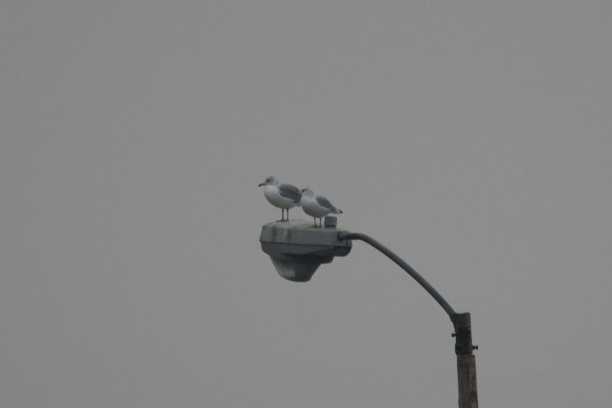 Ring-billed Gull - Greg Hertler