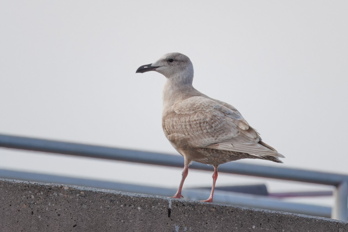 Glaucous-winged Gull - John Callender