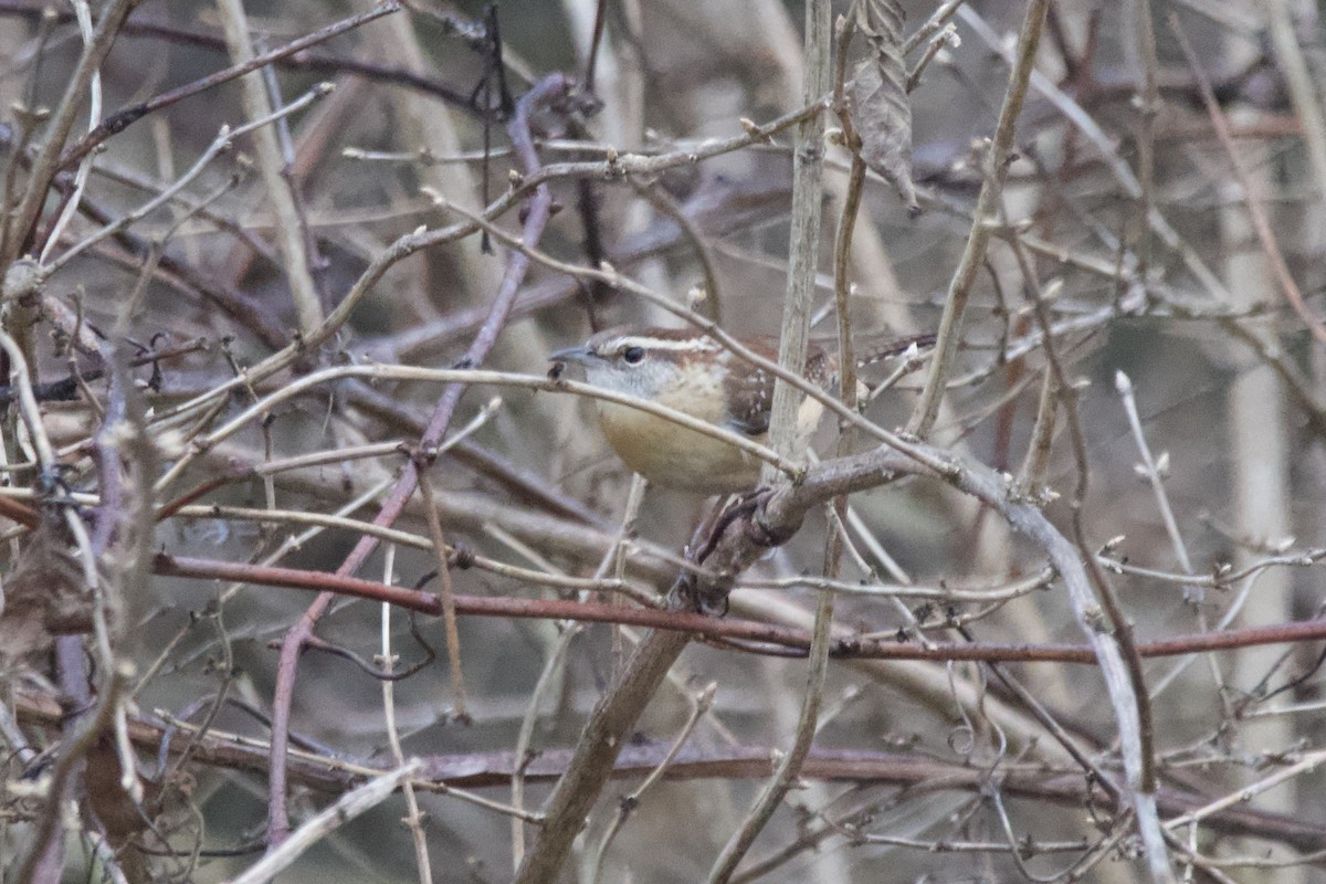 Carolina Wren - ML612808230