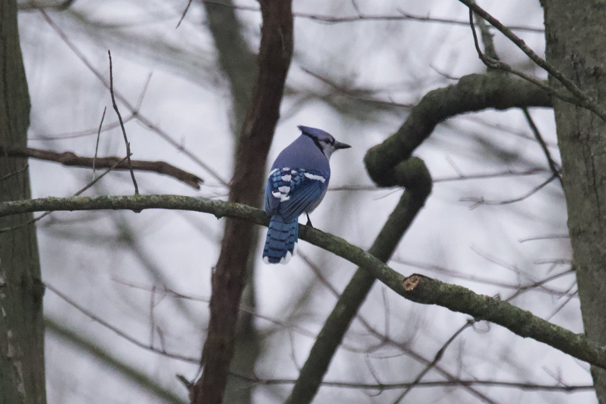 Blue Jay - ML612808235