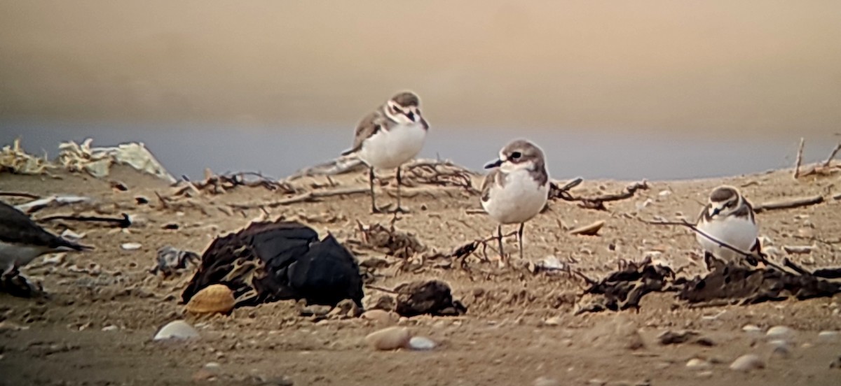 Siberian/Tibetan Sand-Plover - ML612808262