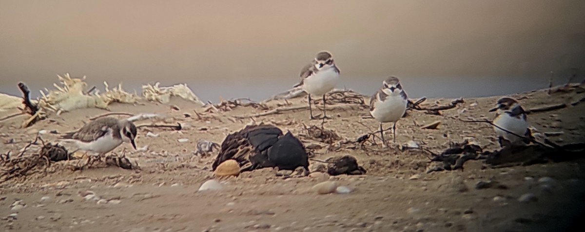 Siberian/Tibetan Sand-Plover - ML612808263