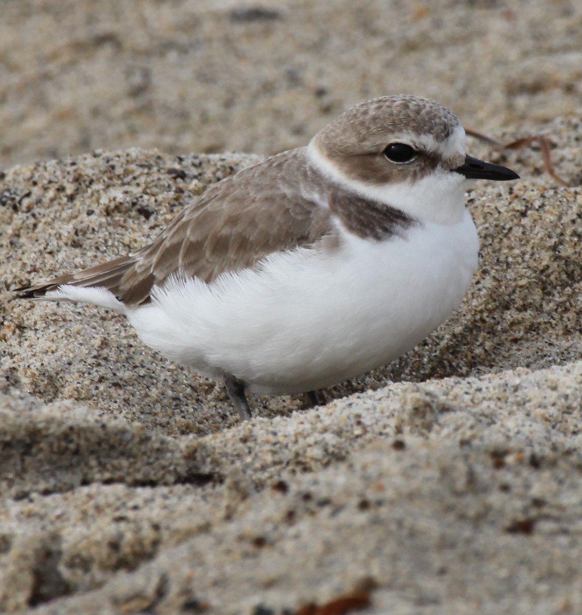 Snowy Plover - Ken Lamberton