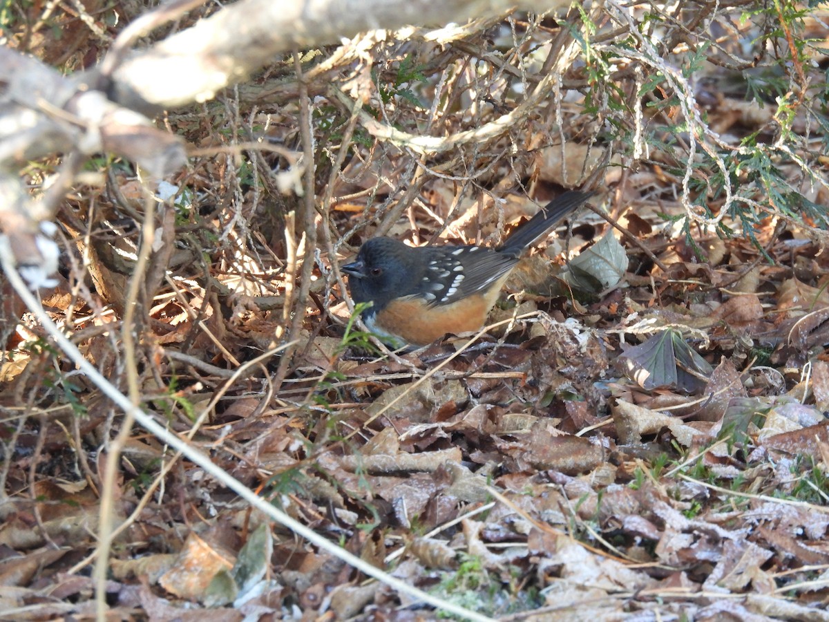 ホシワキアカトウヒチョウ - ML612808398