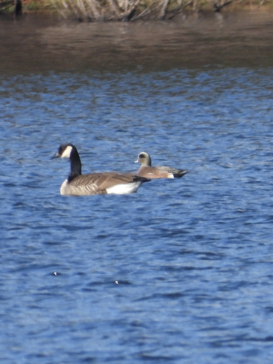 Canada Goose - Tracy Mosebey