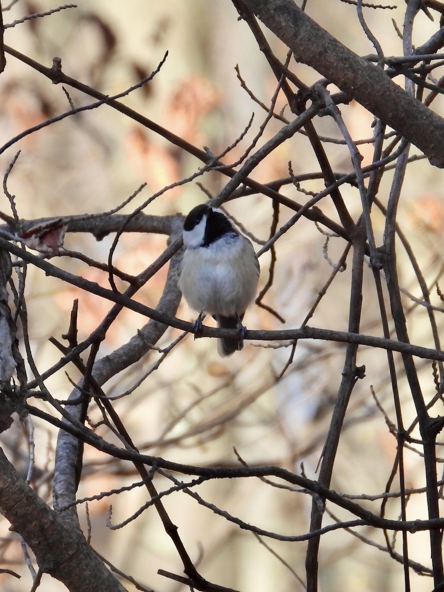 Black-capped Chickadee - Tracy Mosebey