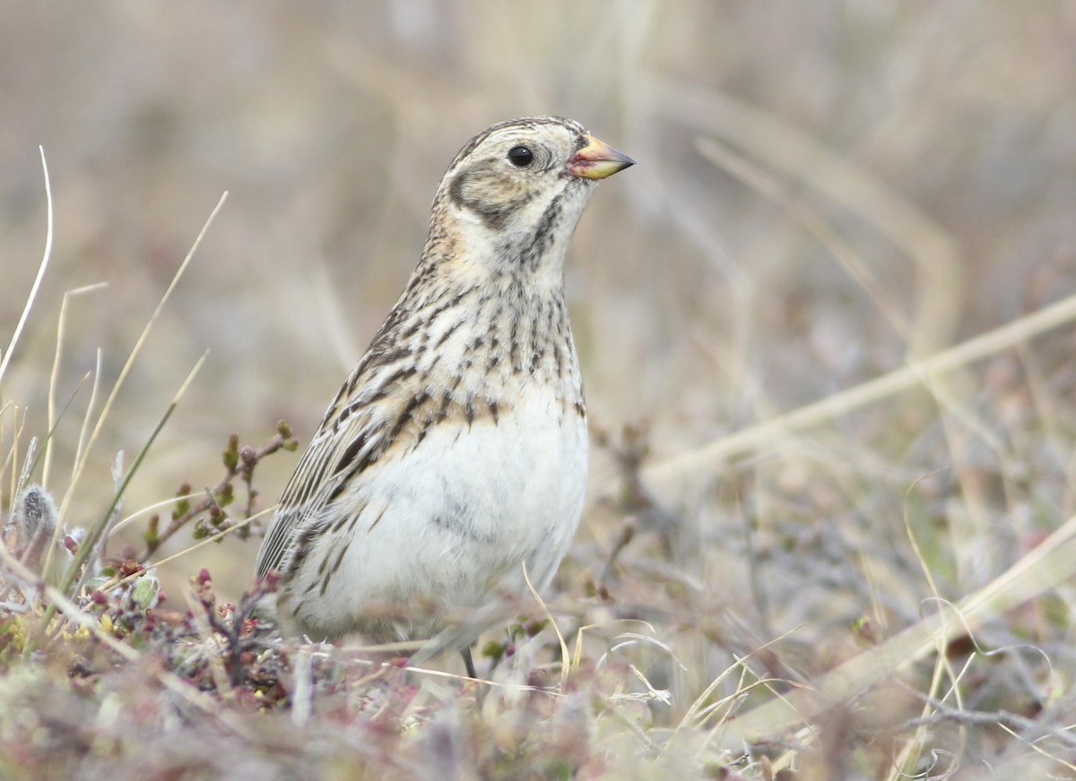 Lapland Longspur - ML612808525