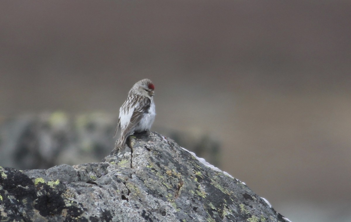 Common Redpoll - Thomas Plath