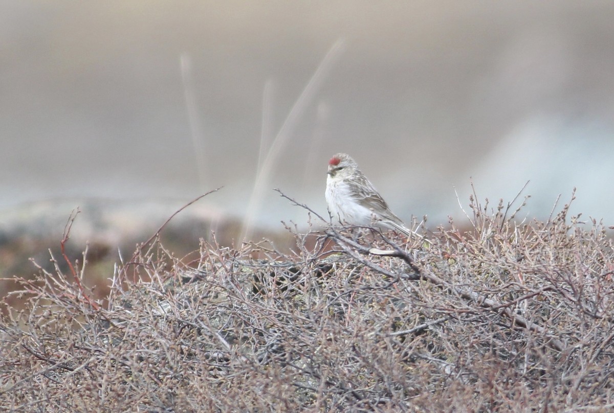 Common Redpoll - Thomas Plath