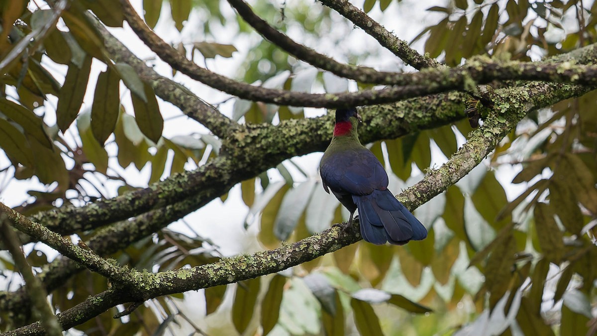 Rwenzori Turaco - David Newell