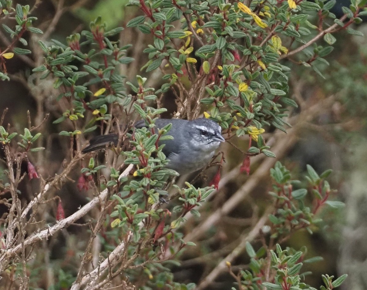 オリーブモリフウキンチョウ（leucogastra／insignis） - ML612808603