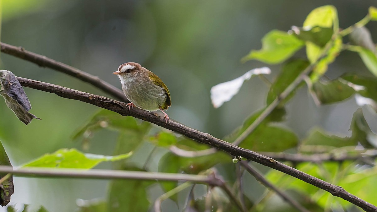 White-browed Crombec - David Newell