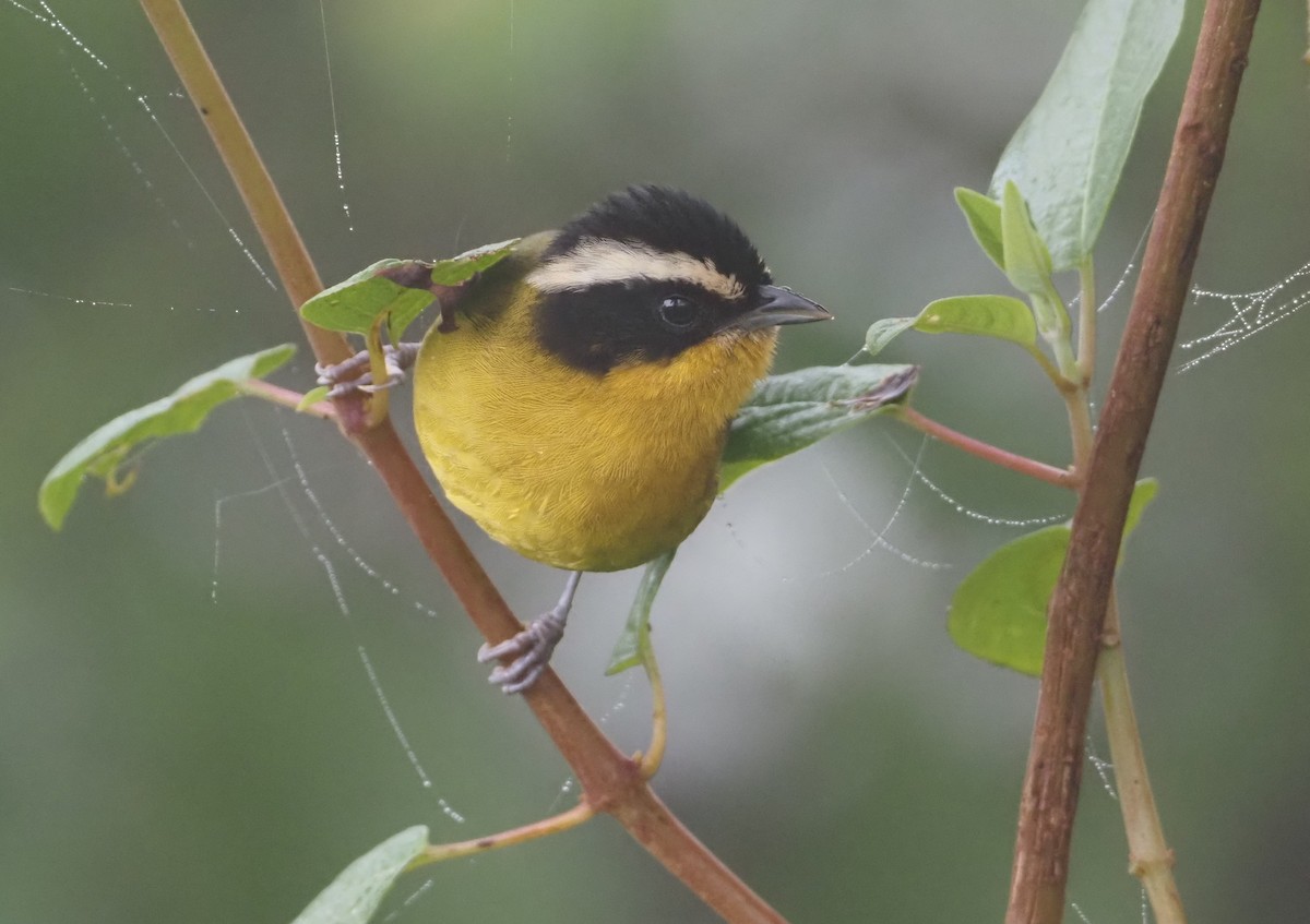 マミジロモリフウキンチョウ（auricularis） - ML612808685