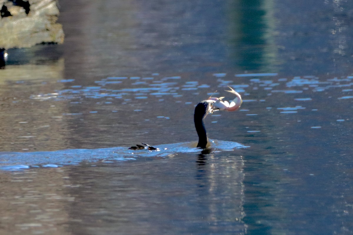 Cormorán Orejudo - ML612808738