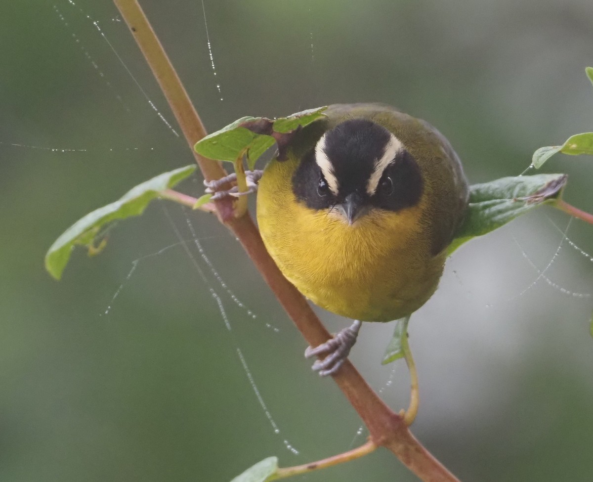 Hemispingo Capirotado (auricularis) - ML612808743