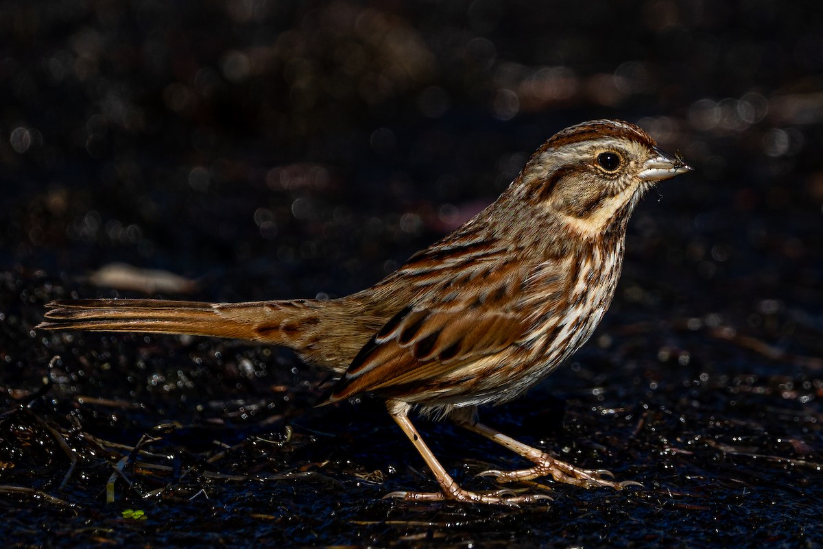 Song Sparrow - Zane Fish