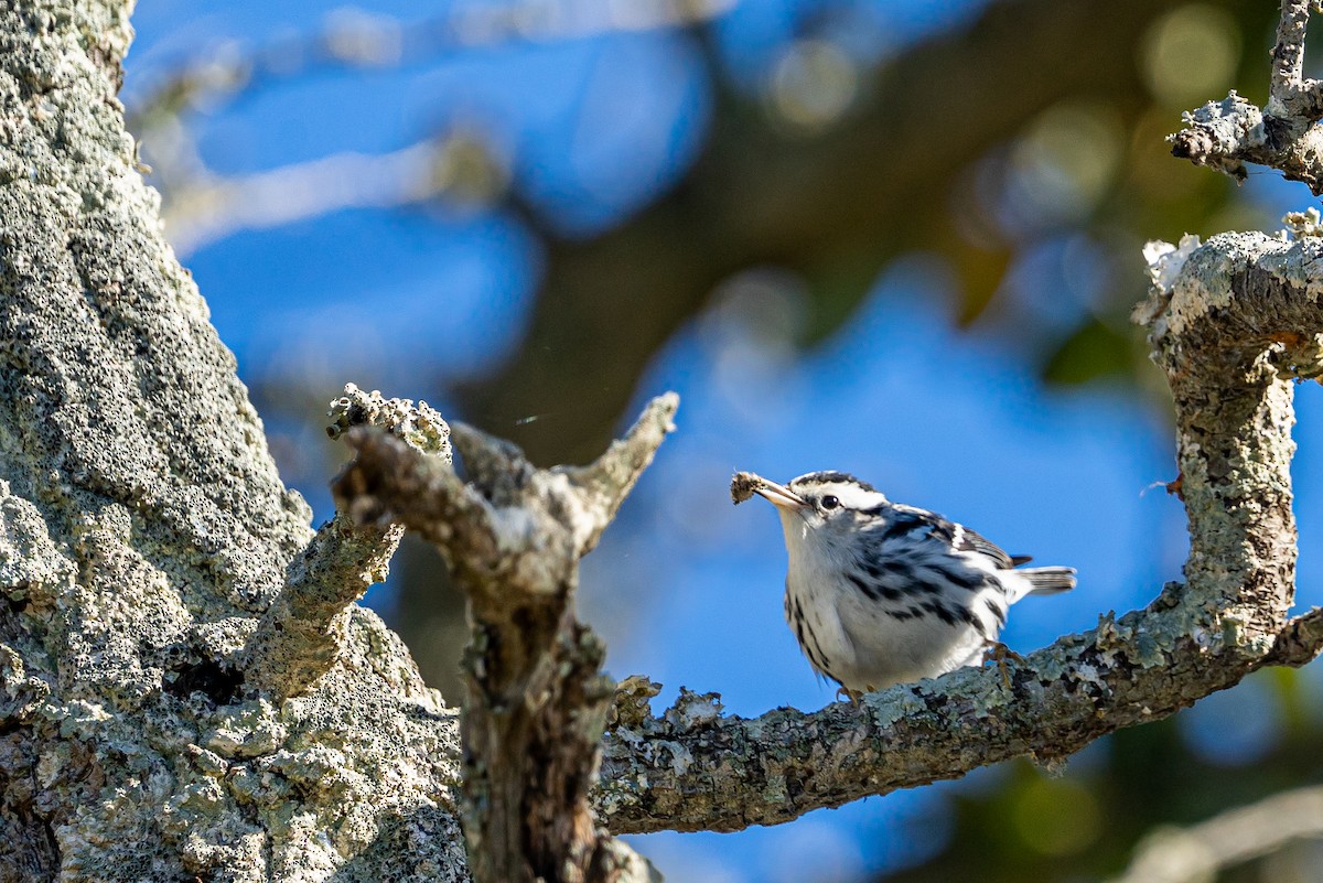 Black-and-white Warbler - Zane Fish