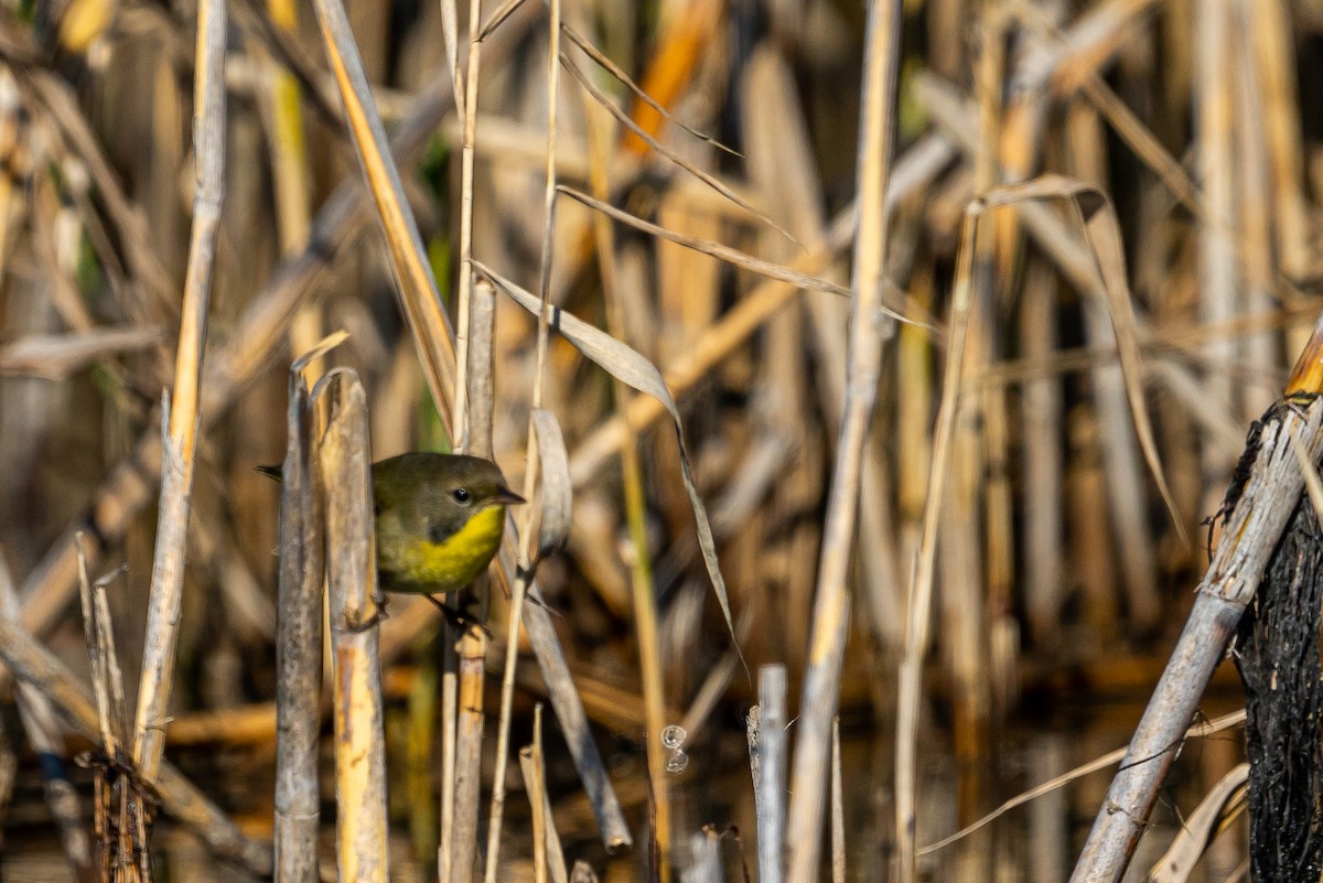 Common Yellowthroat - Zane Fish