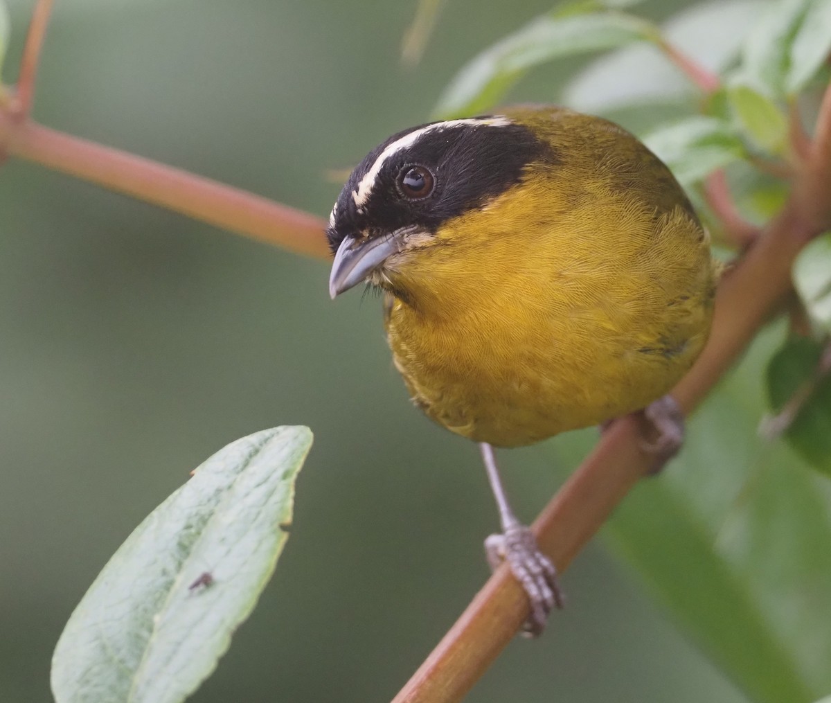 Зеленяр білобровий (підвид auricularis) - ML612808766