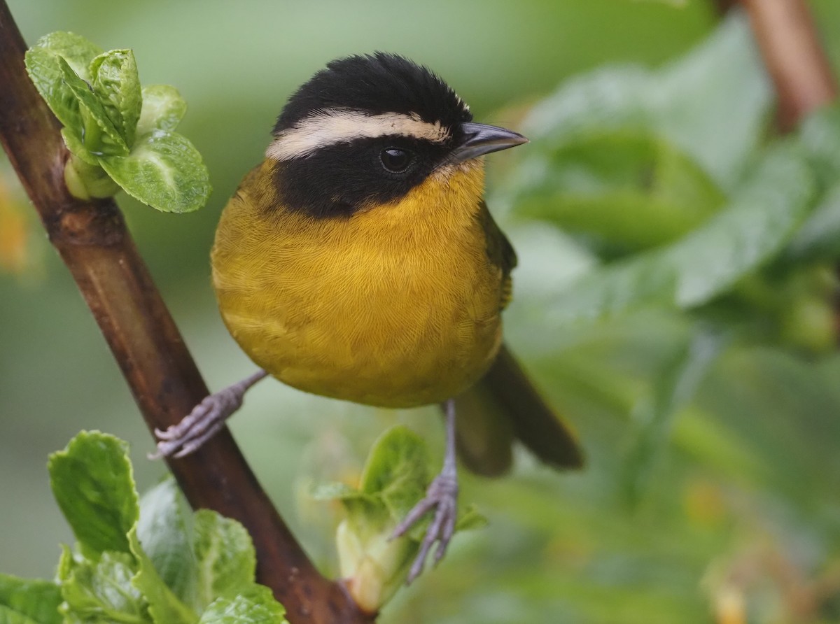 Kara Takkeli Hemispingus (auricularis) - ML612808807