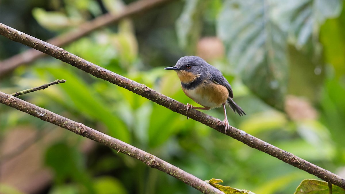 Rwenzori Apalis - David Newell