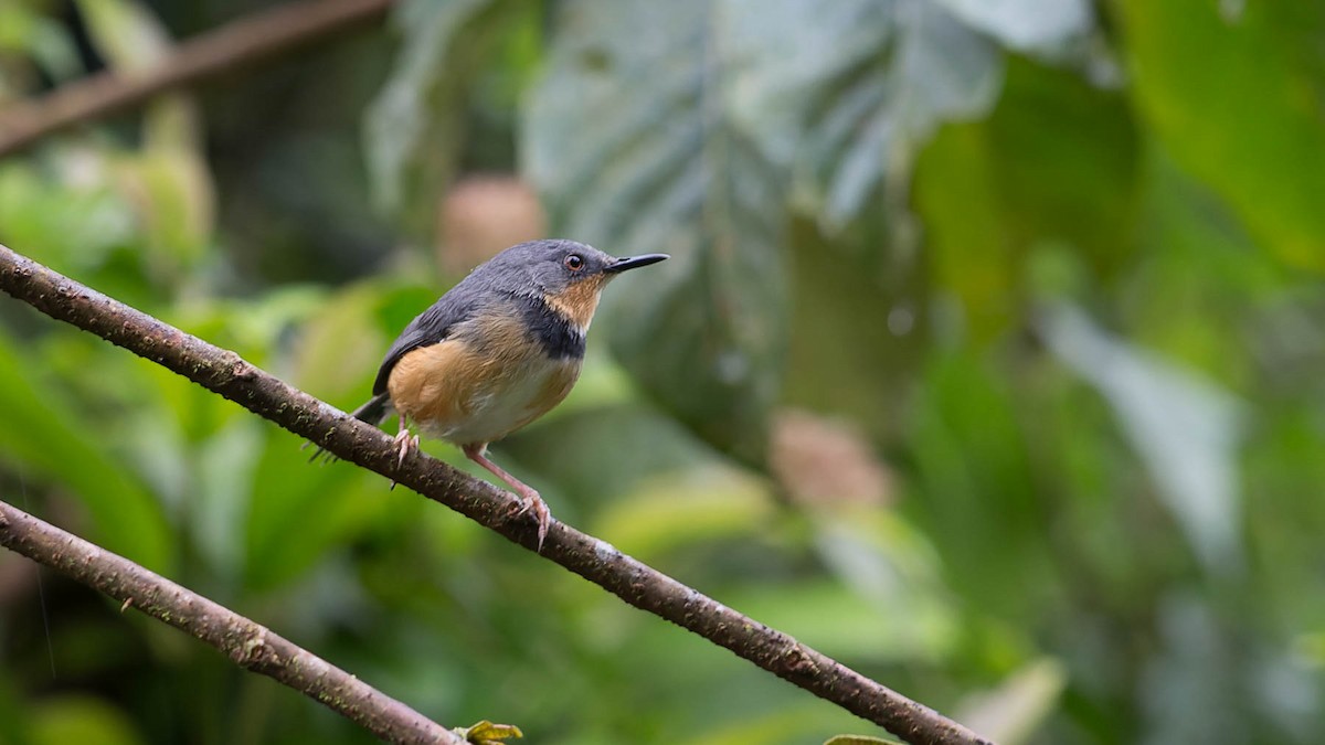 Rwenzori Apalis - David Newell