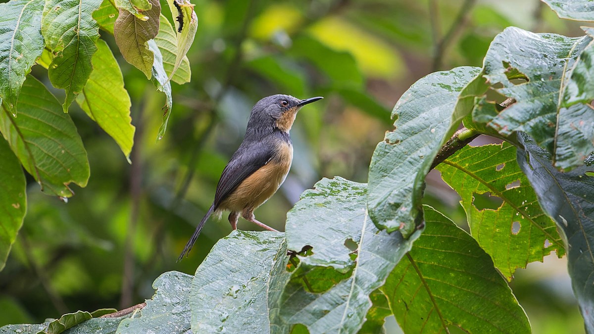 Apalis del Ruwenzori - ML612808853