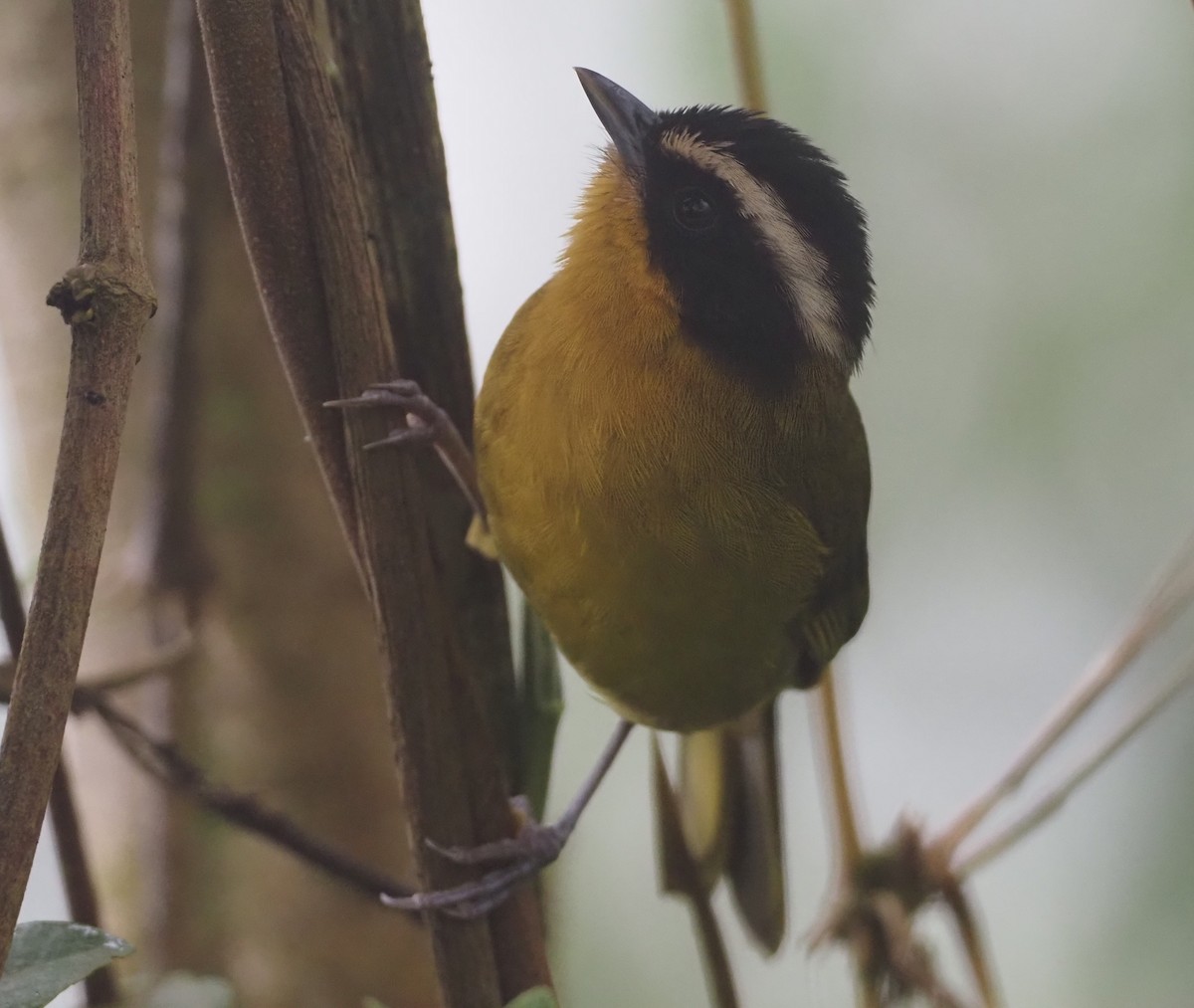 Hemispingo Capirotado (auricularis) - ML612808859