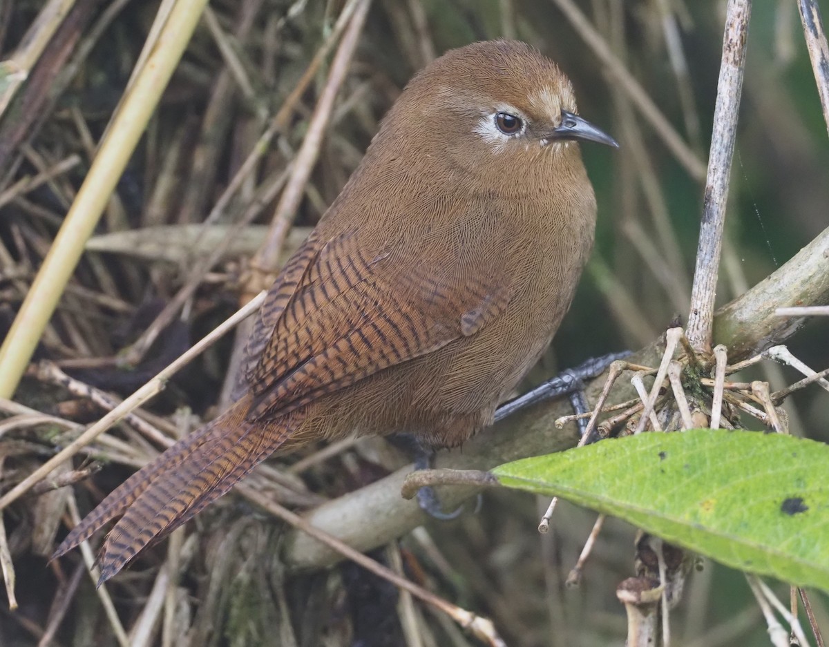 Peruvian Wren - ML612808913