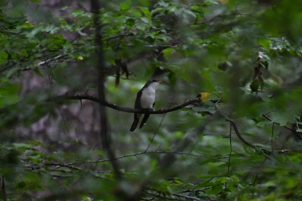 Yellow-billed Cuckoo - ML612808920