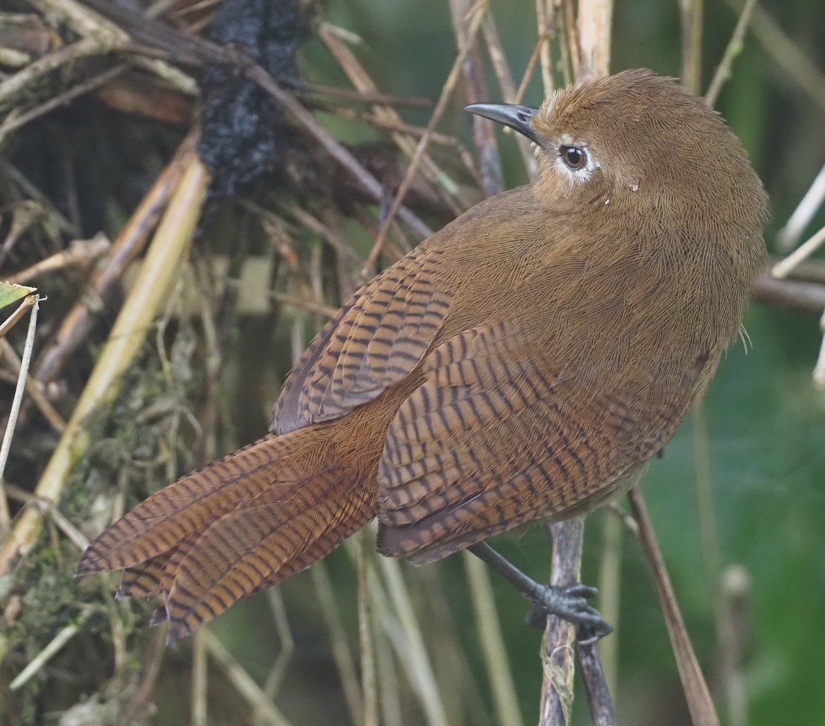 Peruvian Wren - Stephan Lorenz