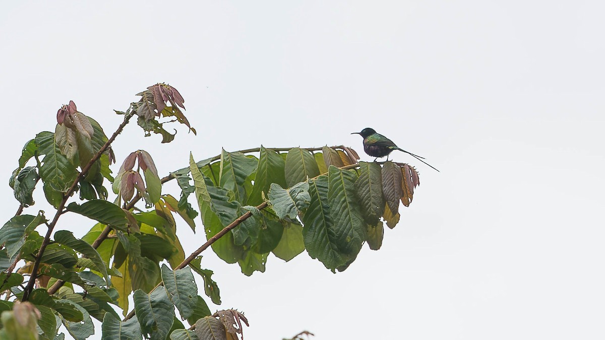 Purple-breasted Sunbird - ML612809016