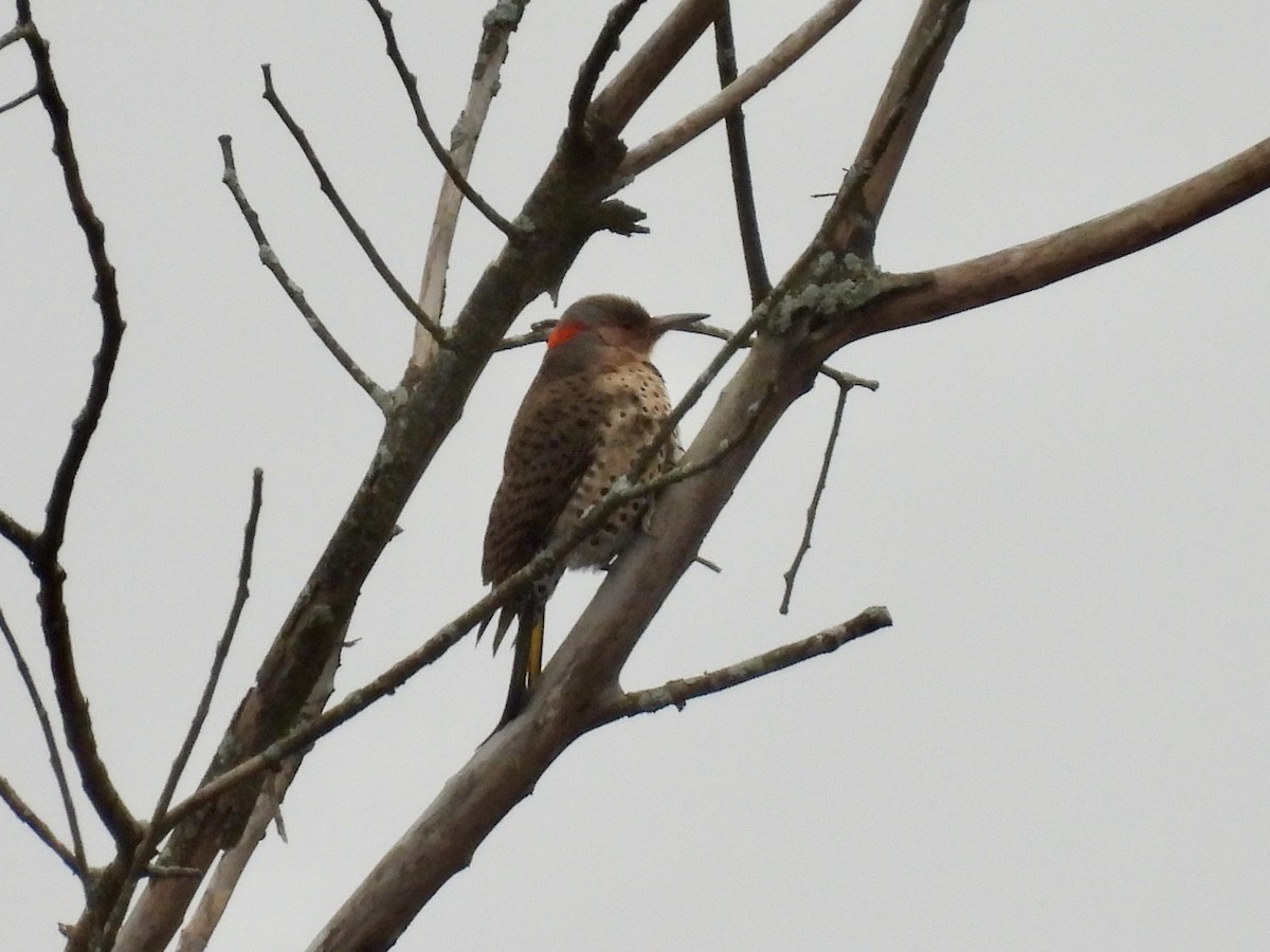 Northern Flicker - ML612809087