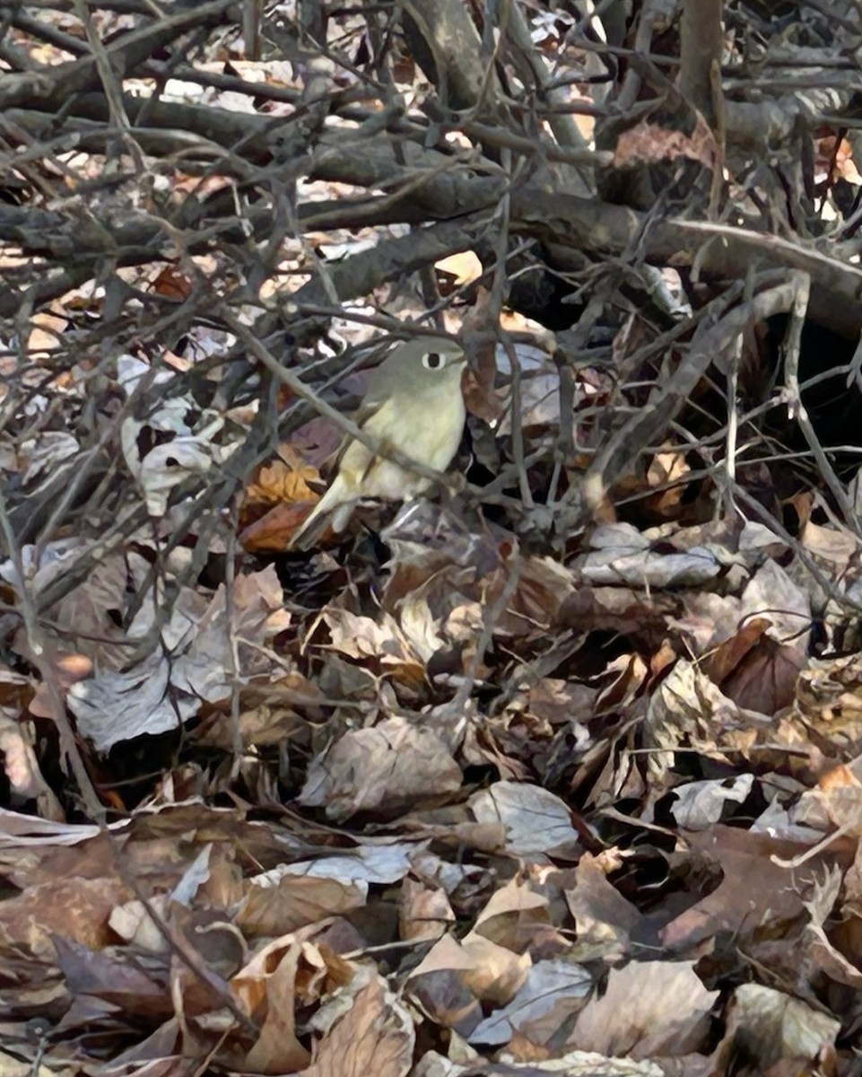 Ruby-crowned Kinglet - ML612809130