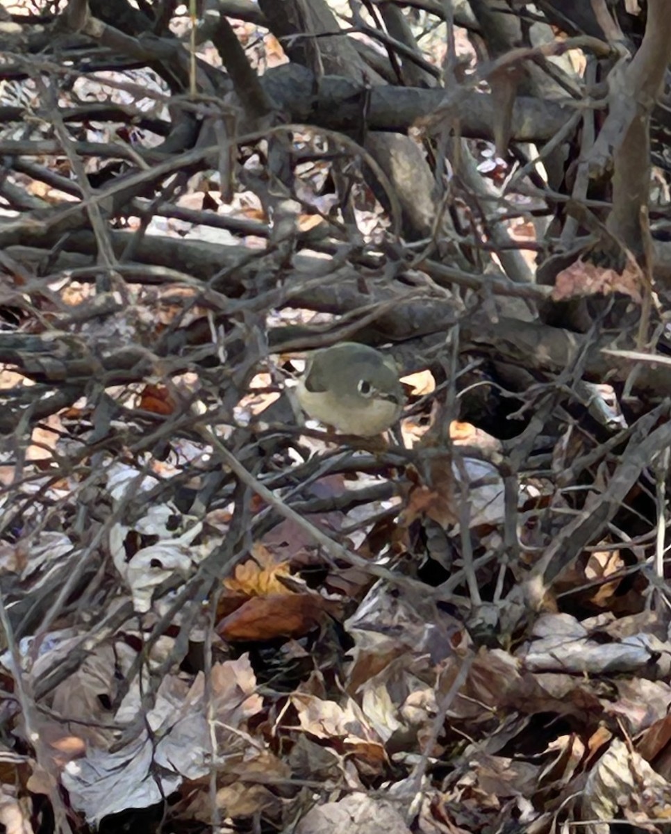 Ruby-crowned Kinglet - ML612809131