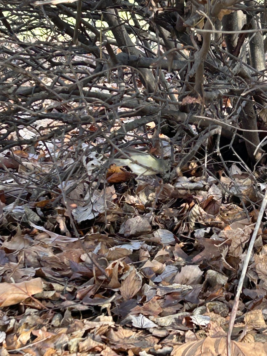 Ruby-crowned Kinglet - ML612809132