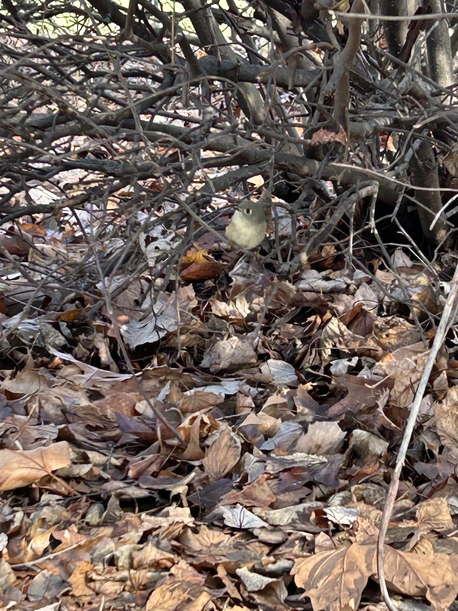 Ruby-crowned Kinglet - ML612809133