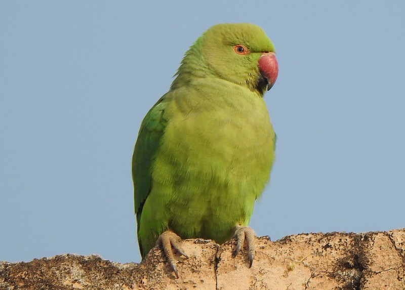 Rose-ringed Parakeet - ML612809152