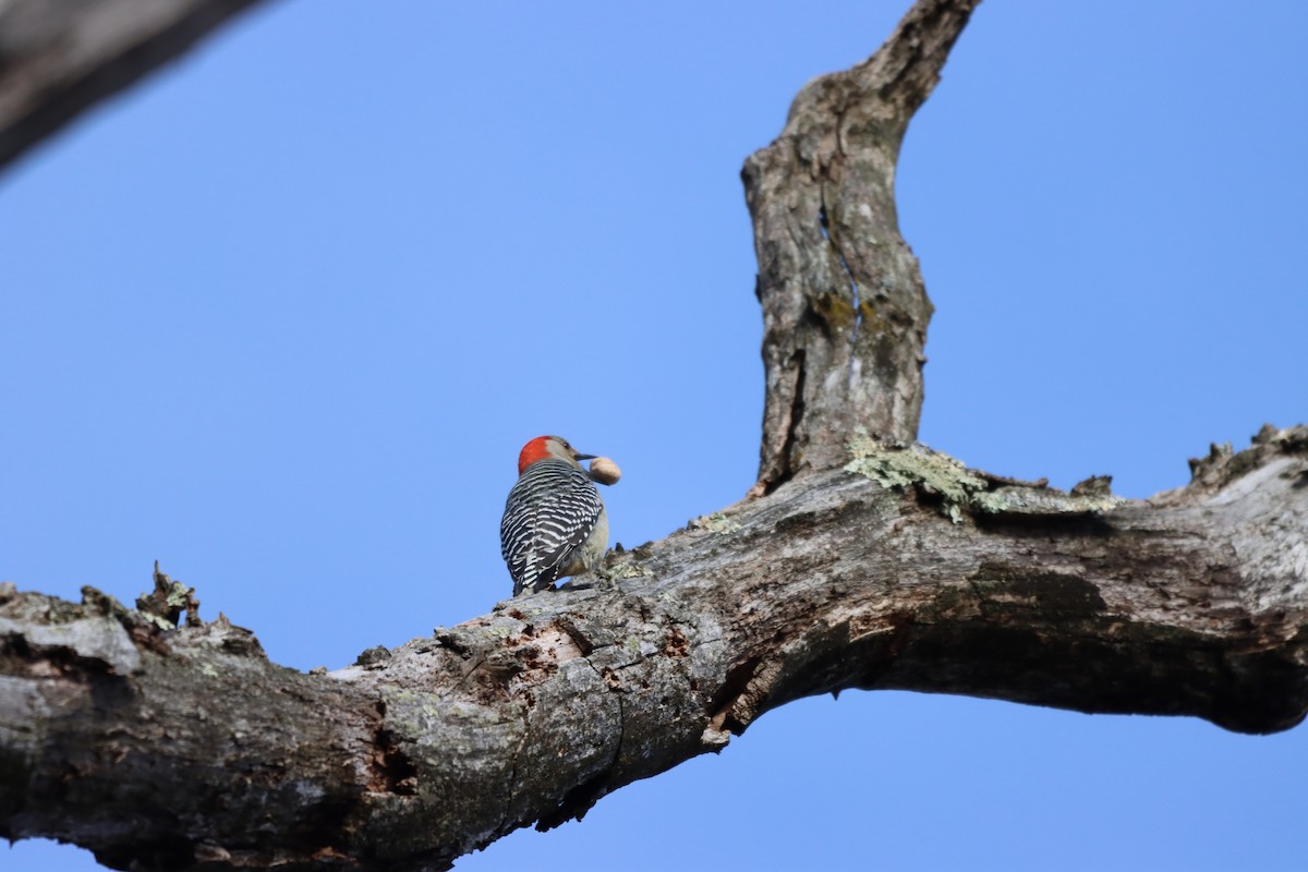 Red-bellied Woodpecker - ML612809158