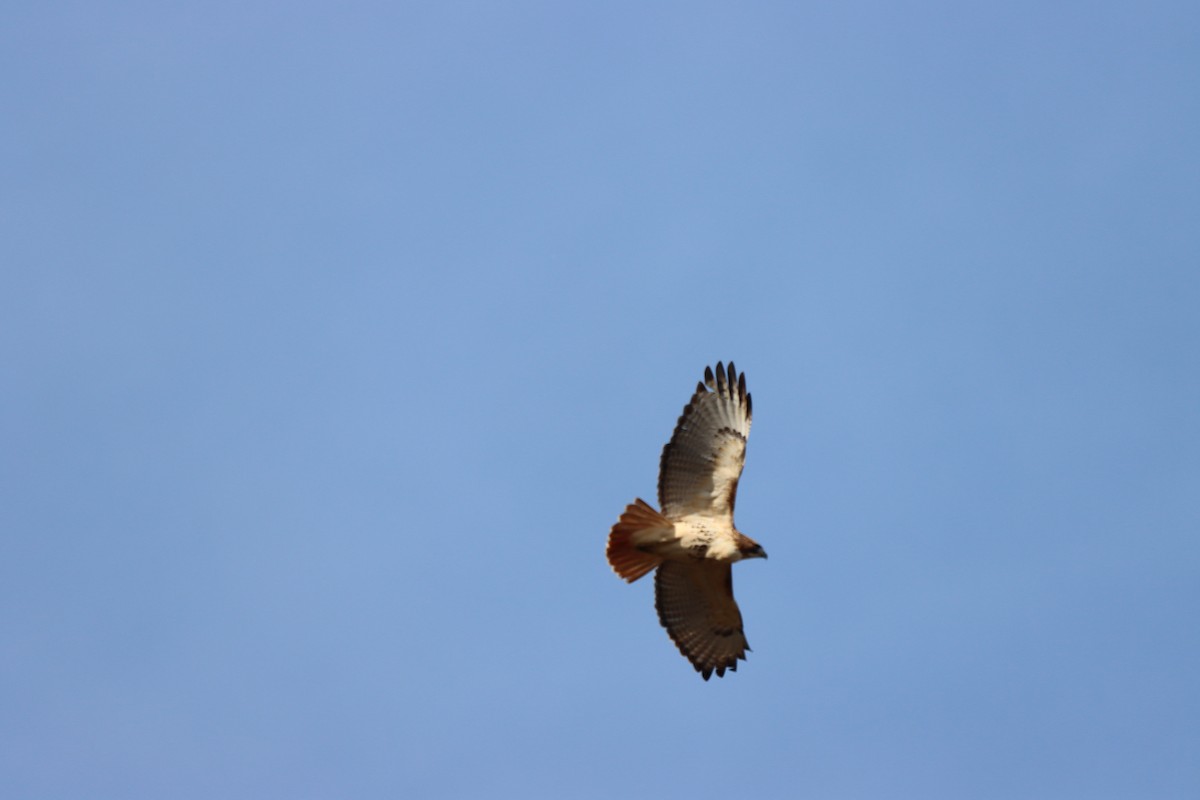 Red-tailed Hawk - ML612809164