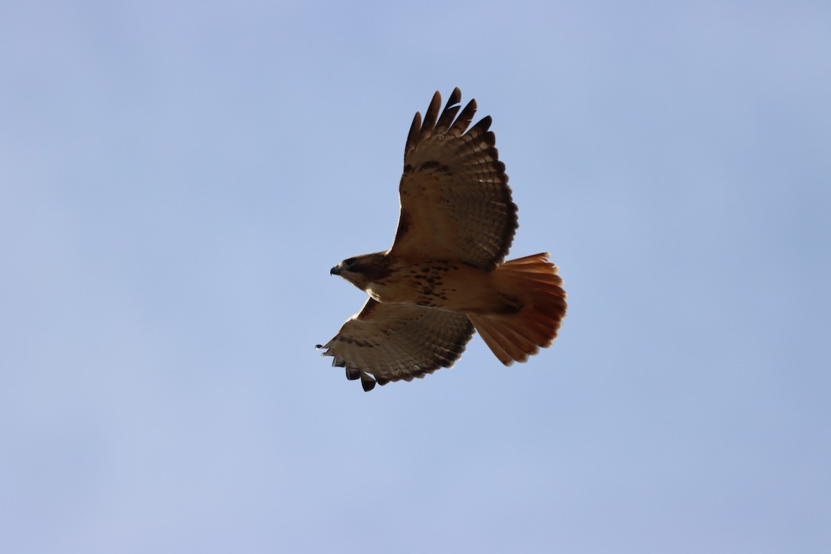Red-tailed Hawk - ML612809165