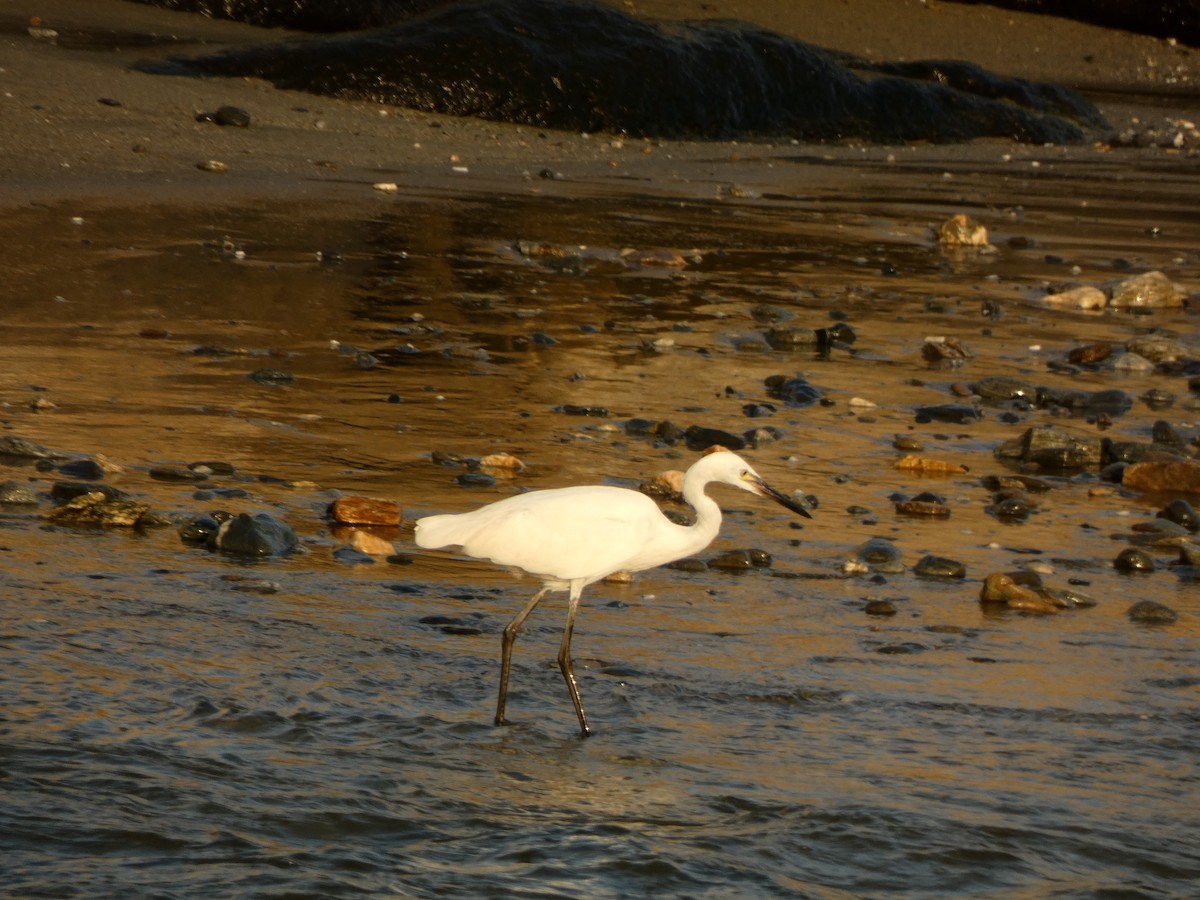 Reddish Egret - Carolina  Tosta Mayoral