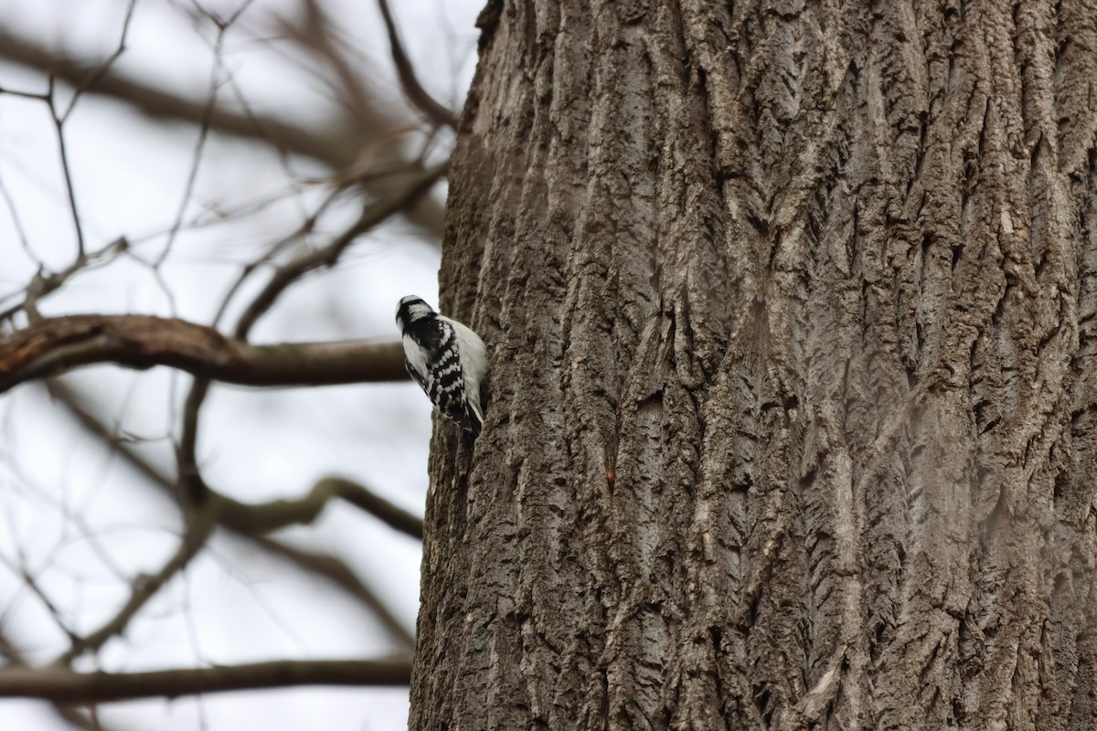 Hairy Woodpecker - ML612809204