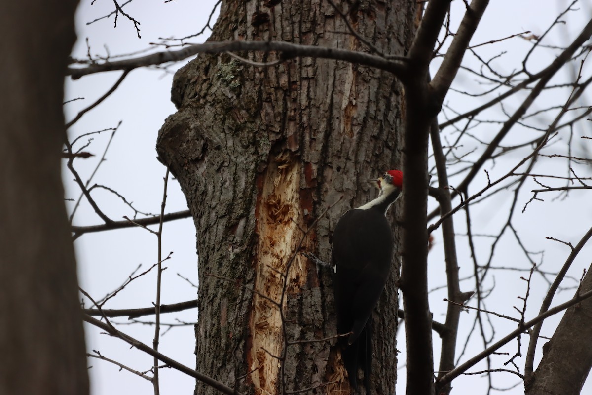 Pileated Woodpecker - ML612809210