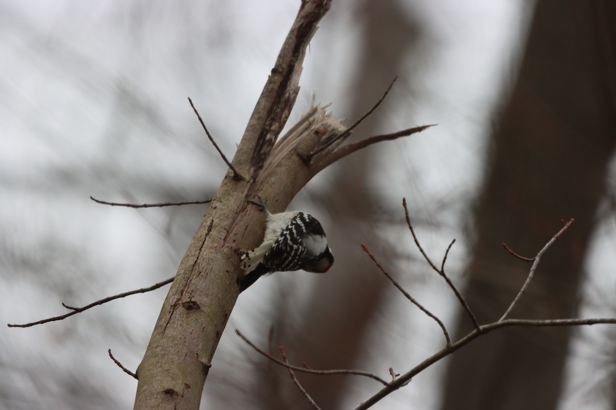 Downy Woodpecker - ML612809223