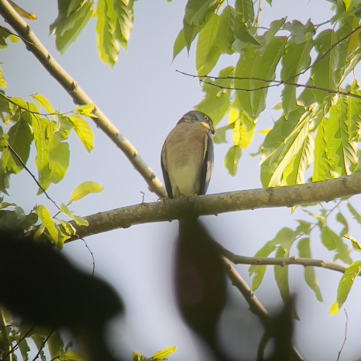 Vinous-breasted Sparrowhawk - ML612809230