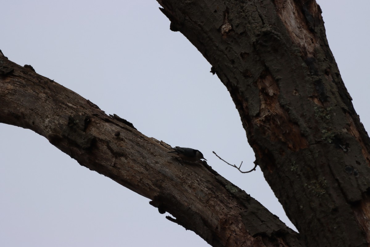 White-breasted Nuthatch - ML612809233