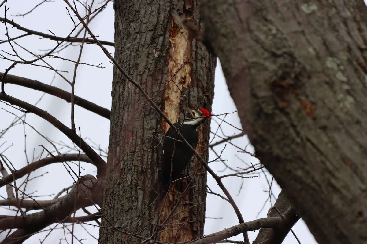 Pileated Woodpecker - ML612809240